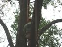 Person In Tree